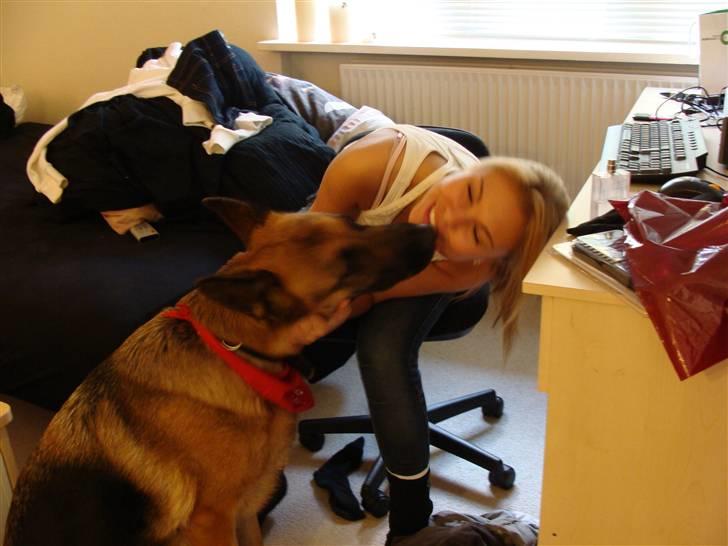 Schæferhund Tiki billede 10