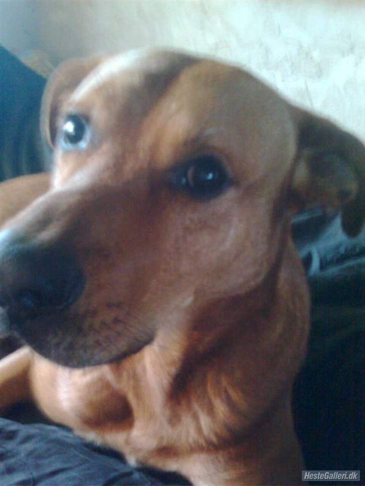 Rhodesian ridgeback Markus | Min Fars | billede 5