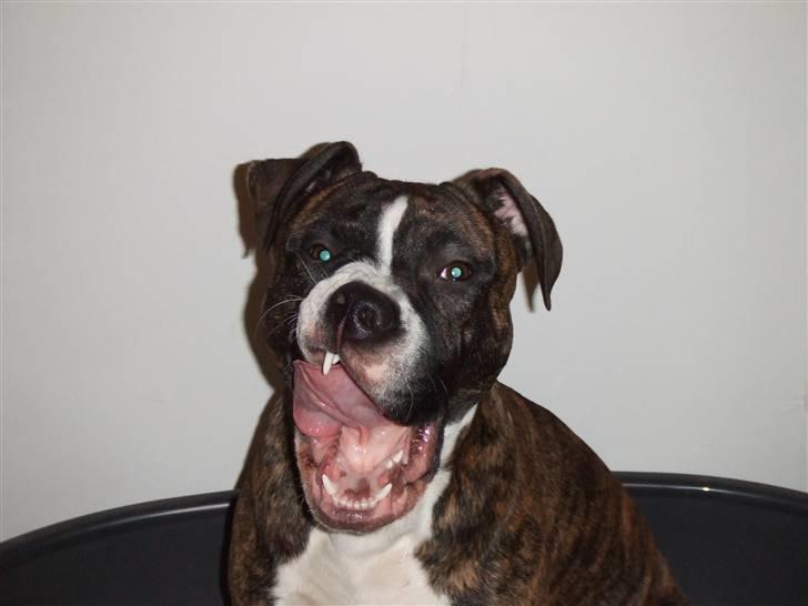 Amerikansk staffordshire terrier Tiger - Nums det var godt hehe billede 8