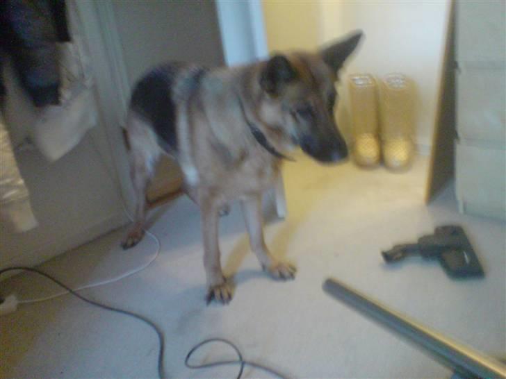 Schæferhund Tiki billede 11