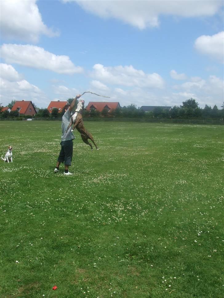 Amerikansk staffordshire terrier Tiger - Tiger som hopper.. billede 9