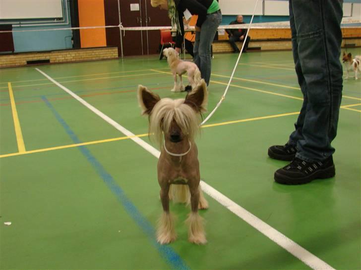 Chinese crested hårløs Quincy billede 1