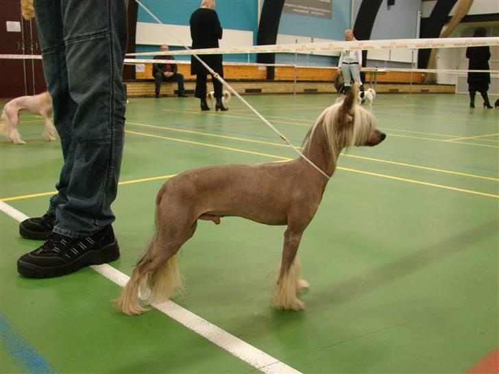 Chinese crested hårløs Quincy billede 2