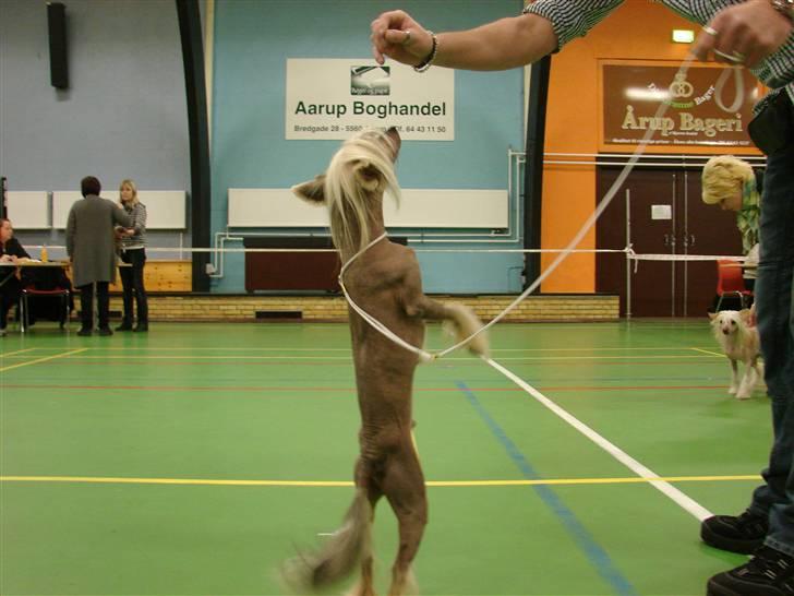 Chinese crested hårløs Quincy billede 3