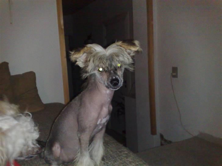 Chinese crested hårløs Quincy billede 4