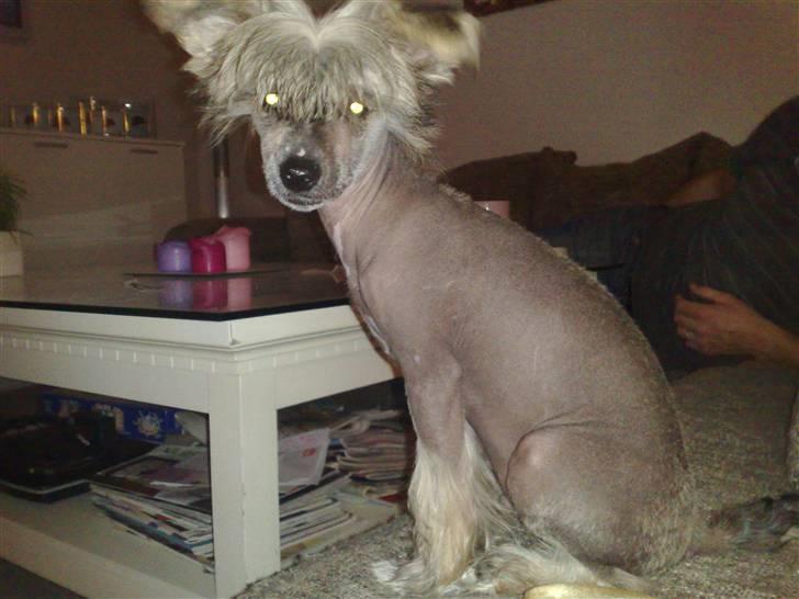 Chinese crested hårløs Quincy - man er vel en smule model ikk billede 5