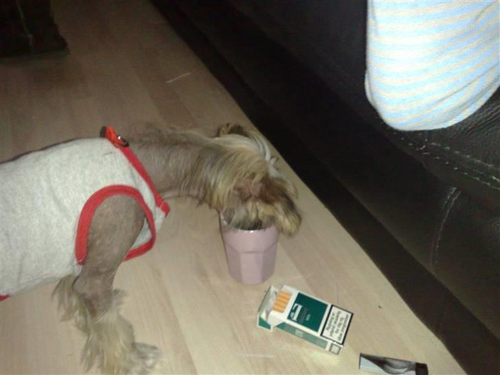 Chinese crested hårløs Quincy - hvis jeg kan nappe lidt af mor`s kaffe uden hun ser det.. mums mums billede 6