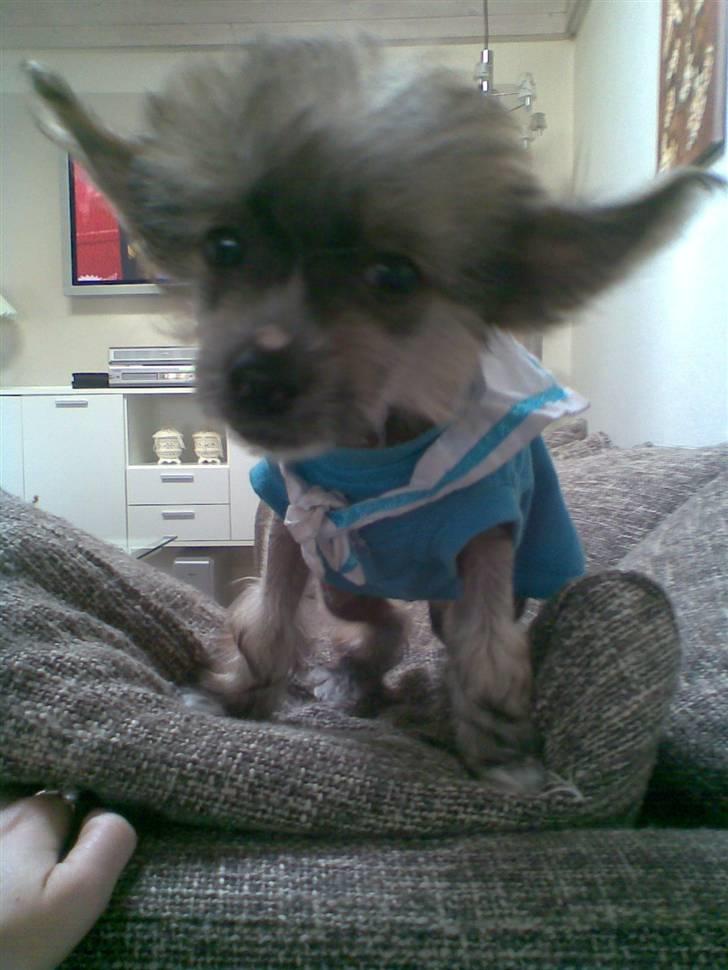 Chinese crested hårløs Quincy - hvem kaldte mig for gremlings billede 7