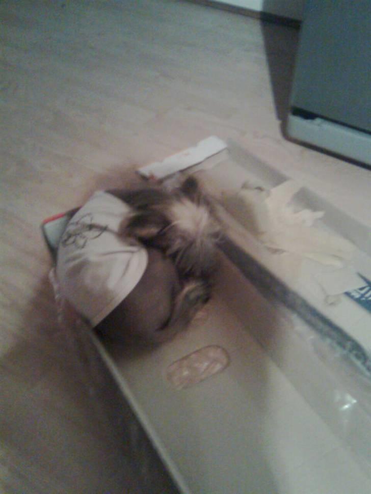 Chinese crested hårløs Quincy - jeg elsker at sove, så jeg putter lige i det pap fa mor og far`s nye gulv.. billede 8