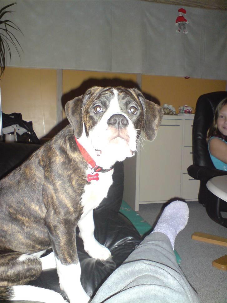 Blanding af racer Freja - danner lige det store overblik billede 1