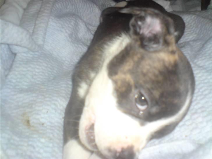 Blanding af racer Freja - ligger lige og putter under dynen billede 2