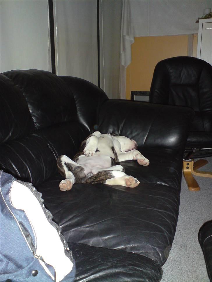 Blanding af racer Freja - feder den lige billede 3