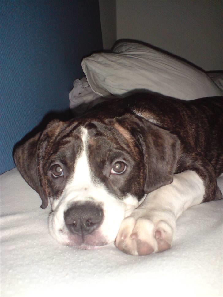 Blanding af racer Freja billede 4