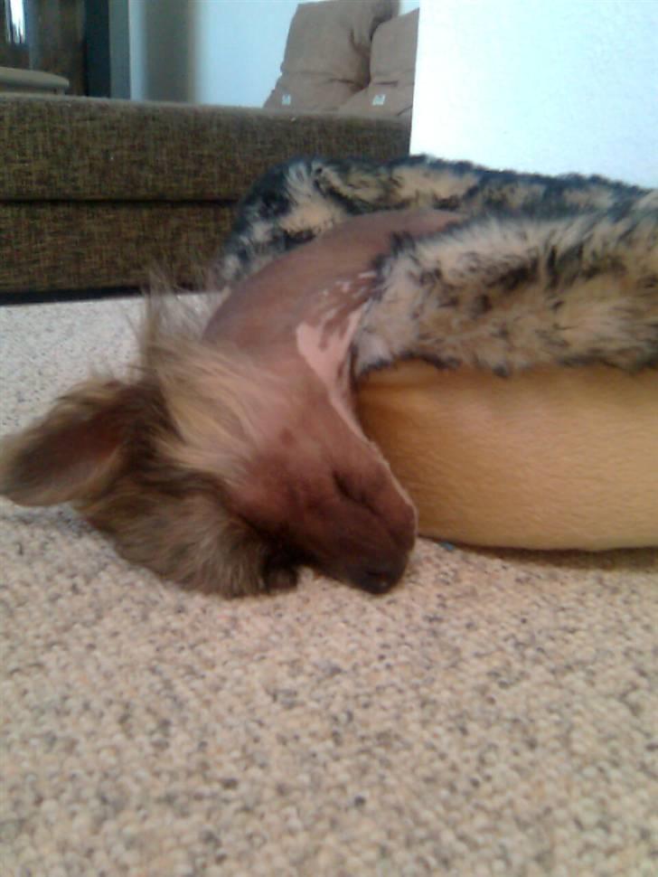 Chinese crested hårløs Quincy - zzzzz så er det tid at drømme igen  billede 9