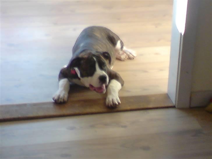 Blanding af racer Freja - fuld af spillopper billede 5