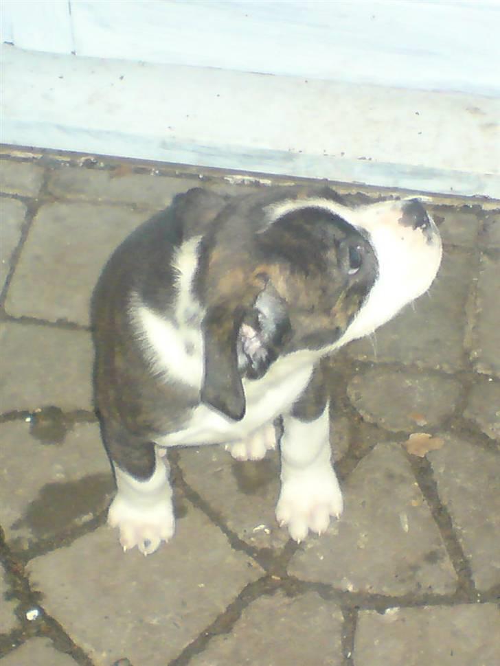 Blanding af racer Freja - stakkels lille mig er lige kommet hjem billede 6