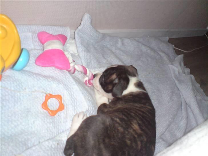 Blanding af racer Freja - putter igen mor ved det ikke billede 7