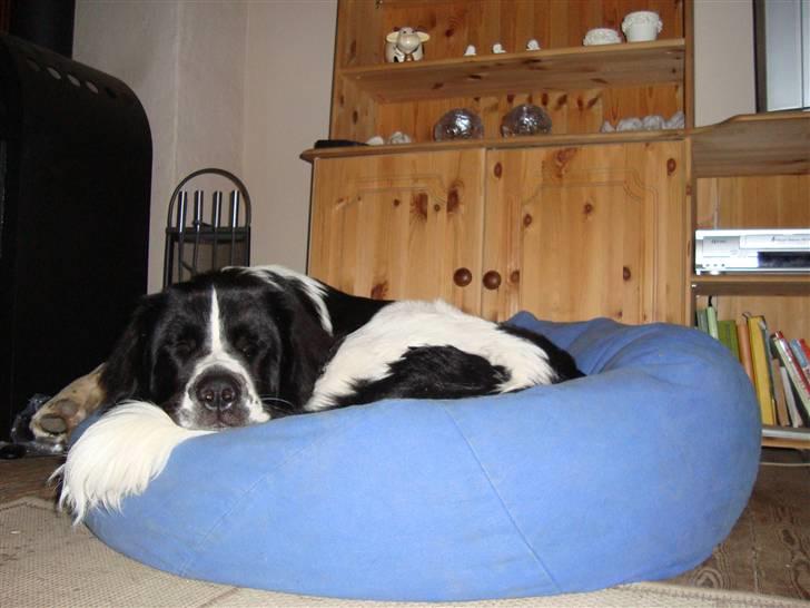 Landseer Bertha - 10 måneder... ZZZzzzzZZZzzzz billede 15