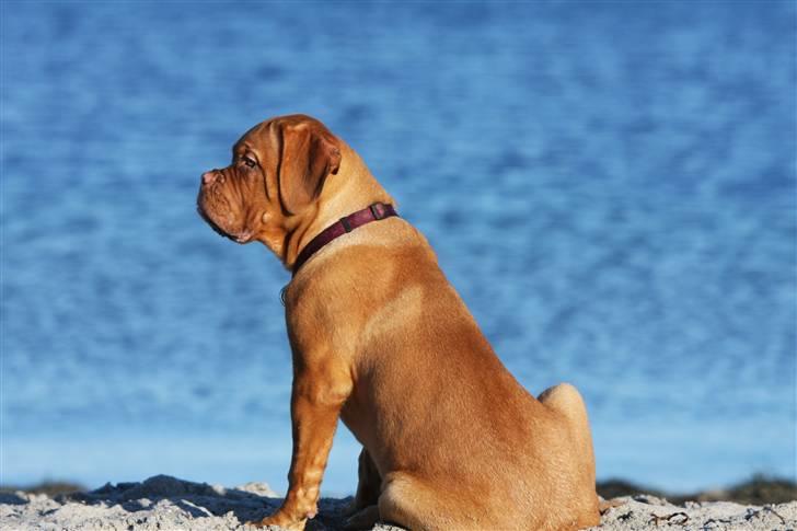 Dogue de bordeaux Miss McKenzie - Miss McKenzie nyder udsigten på Amar´ strand  8 Feb. 2009 billede 1