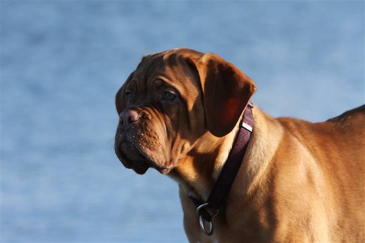 Dogue de bordeaux Miss McKenzie - Hvor er det stort her nede 8 Feb. 2009 billede 2
