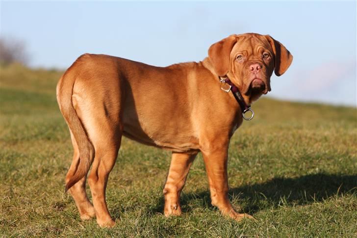 Dogue de bordeaux Miss McKenzie - Miss McKenzi på toppen af bakken  8 Feb. 2009 billede 3