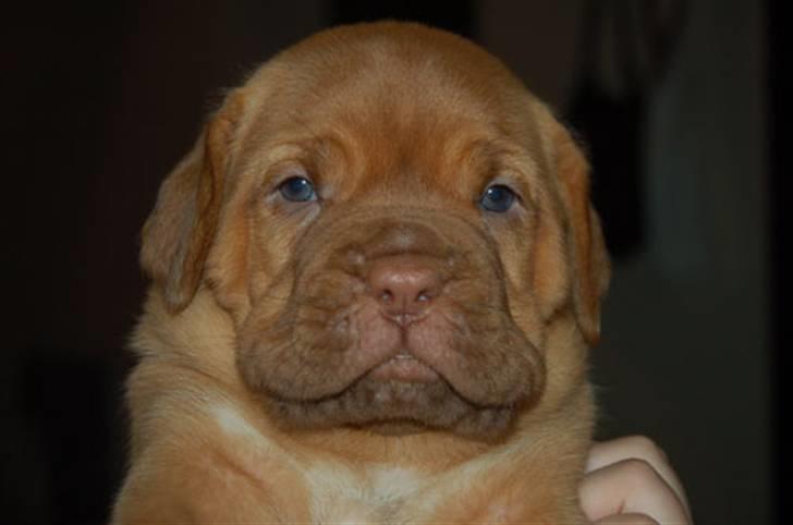 Dogue de bordeaux Miss McKenzie billede 4