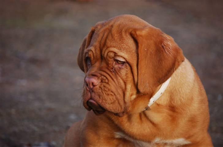 Dogue de bordeaux Miss McKenzie billede 5
