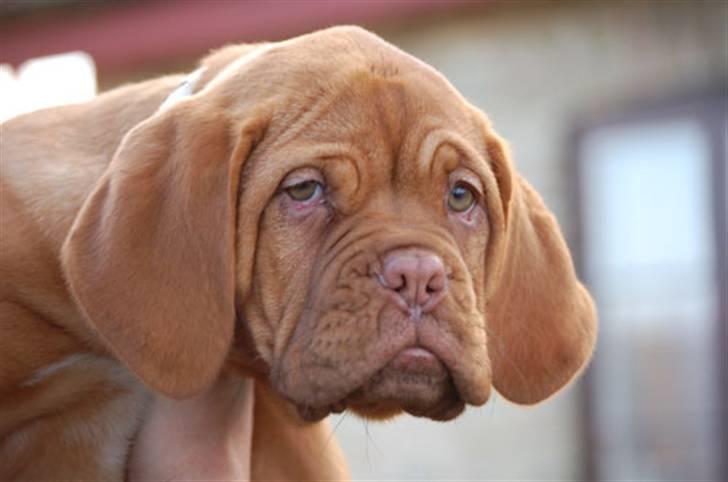 Dogue de bordeaux Miss McKenzie billede 6