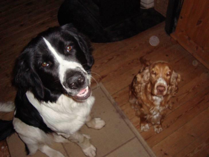 Landseer Bertha - da jeg kom hjem, var jeg på størrelse med Molly, nu er jeg 11 måneder og STOR billede 16