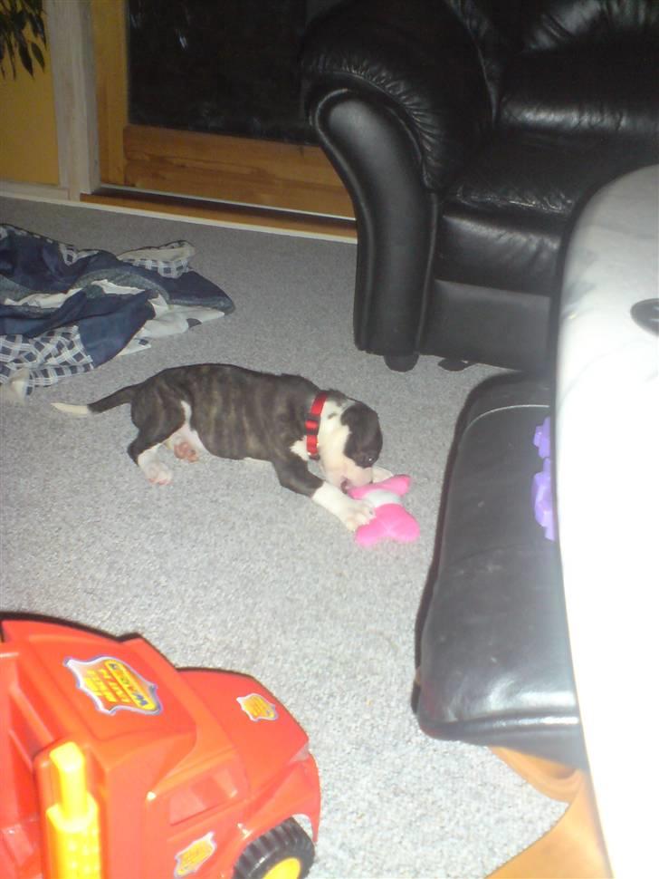 Blanding af racer Freja billede 8