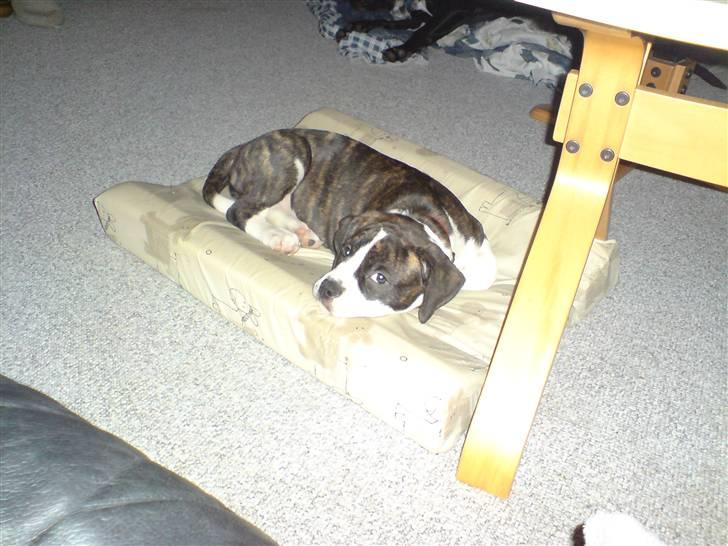 Blanding af racer Freja billede 9