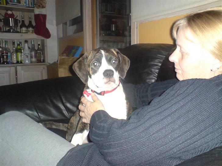 Blanding af racer Freja billede 10