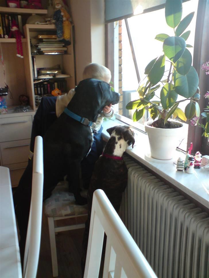 Blanding af racer Freja billede 11