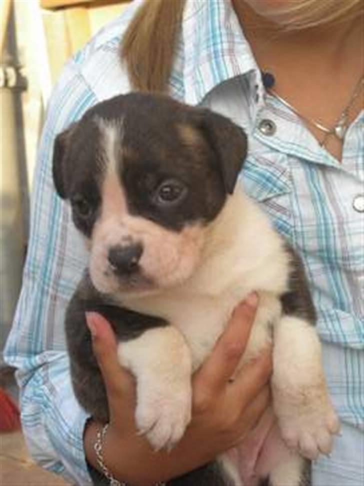 Blanding af racer Freja billede 12