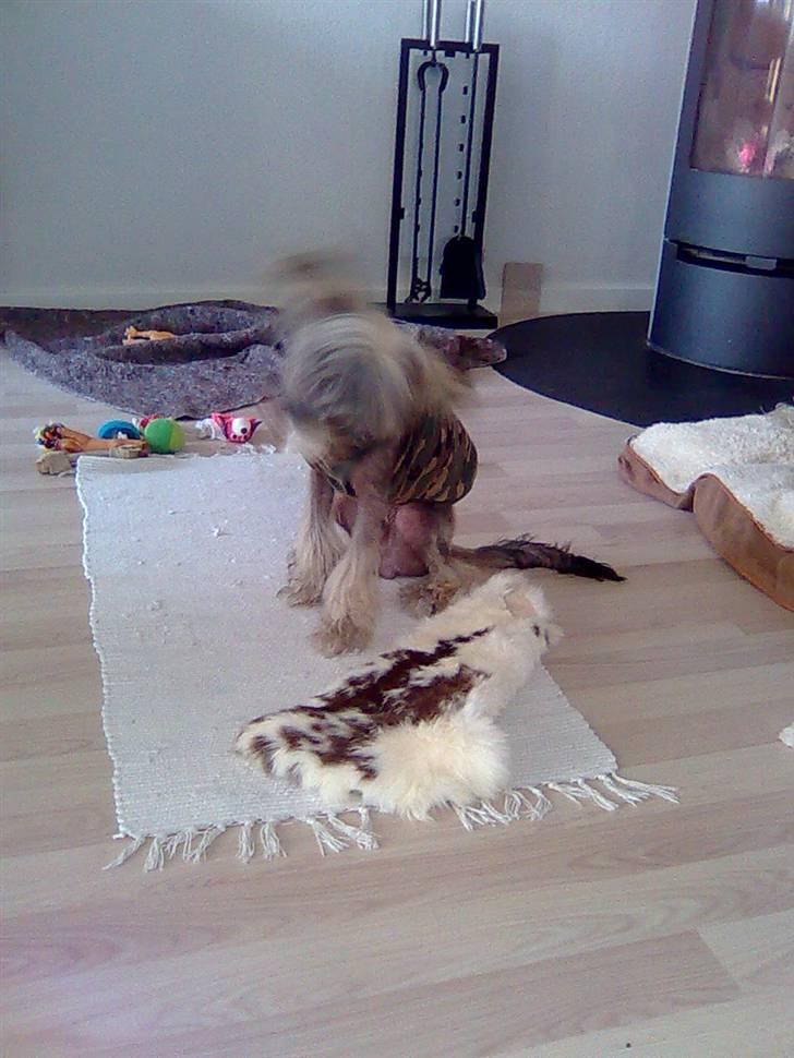 Chinese crested hårløs Quincy - elsker at lege med det kaninskind eller hvad det nu er, men blødt er det billede 10