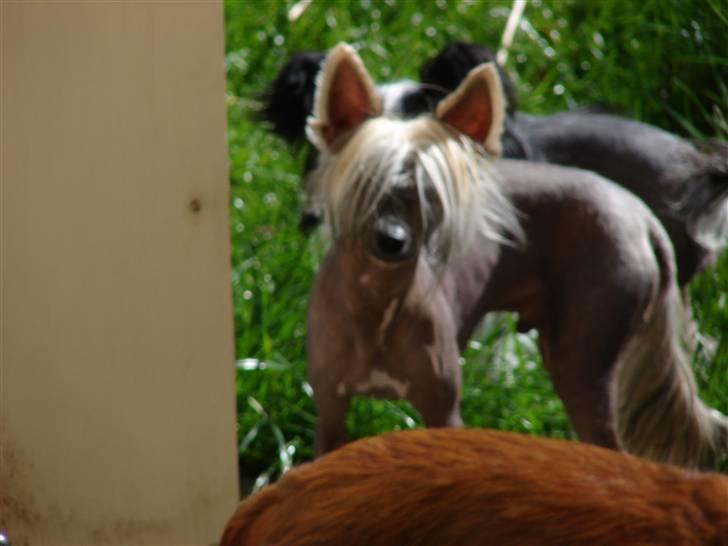 Chinese crested hårløs Quincy - zzzzz er helt i drømmeland billede 11