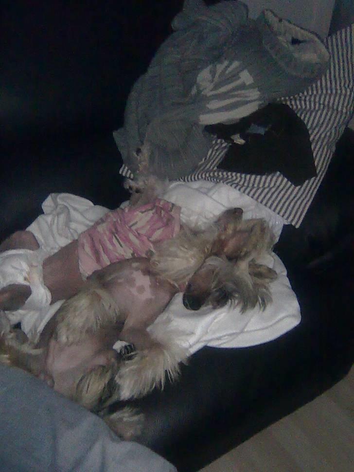 Chinese crested hårløs Quincy - jeg er så glad for at putte ved tullemor billede 12