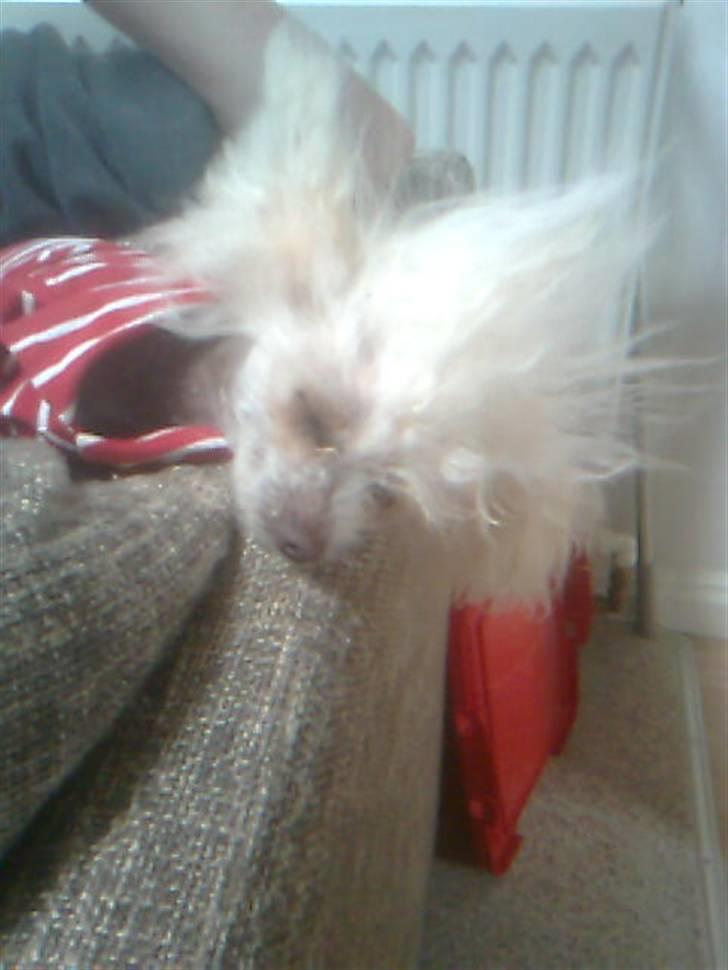 Chinese crested hårløs tulle - dårlig hårdag billede 7