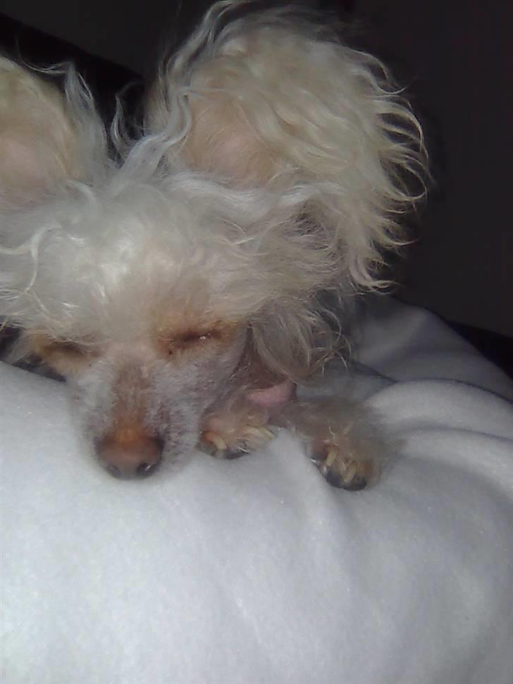 Chinese crested hårløs tulle billede 8