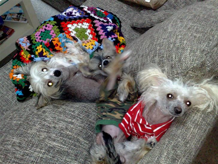 Chinese crested hårløs tulle billede 9