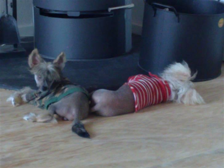 Chinese crested hårløs tulle billede 10