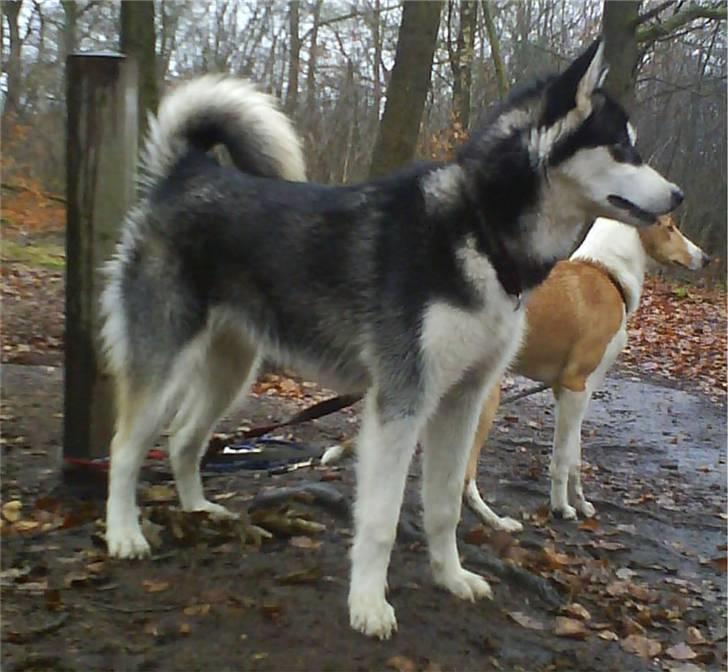 Alaskan malamute Nala - 7½ måned gammel billede 6