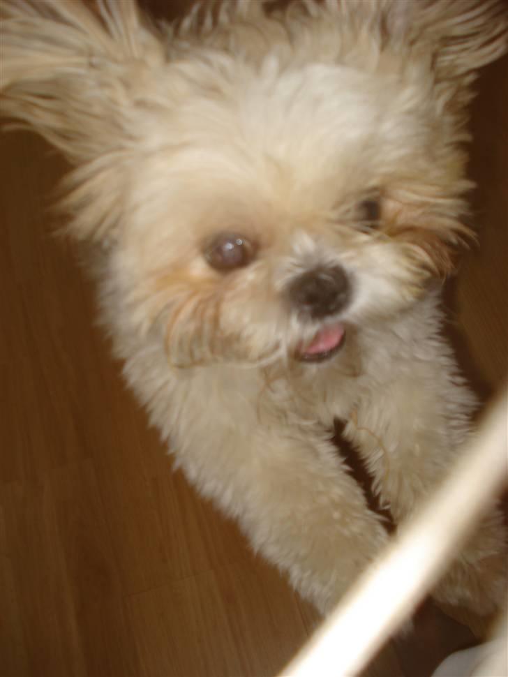 Shih tzu Jason R.I.P. <3 billede 14