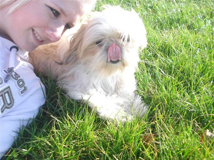 Shih tzu Jason R.I.P. <3 billede 15