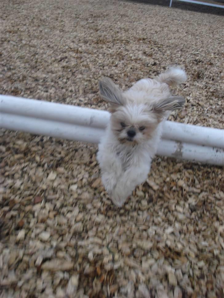 Shih tzu Jason R.I.P. <3 billede 16