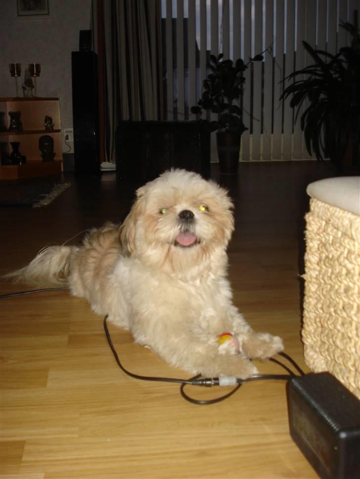 Shih tzu Jason R.I.P. <3 billede 17