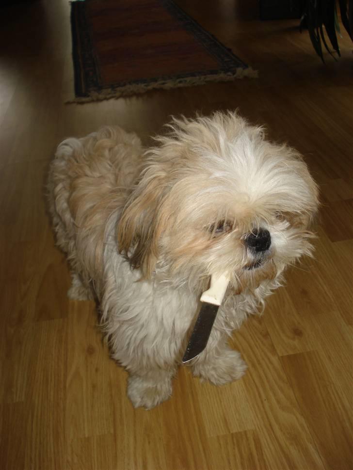 Shih tzu Jason R.I.P. <3 billede 18