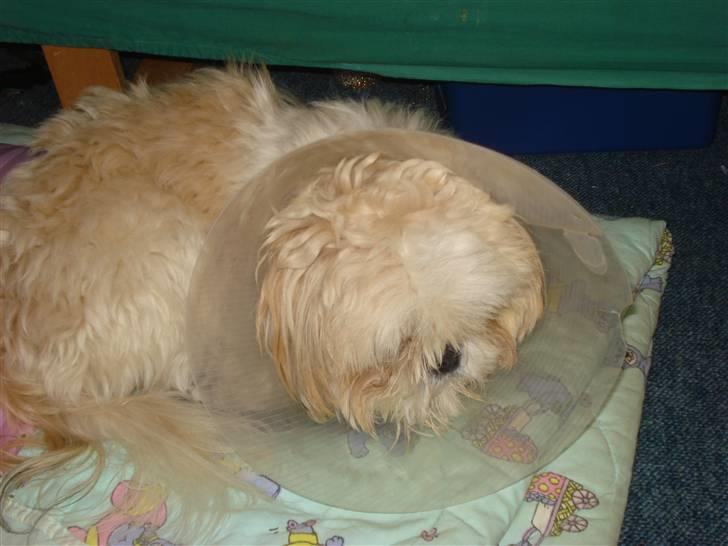 Shih tzu Jason R.I.P. <3 billede 19