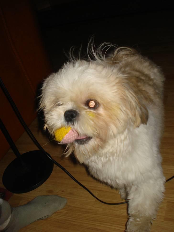 Shih tzu Jason R.I.P. <3 billede 20