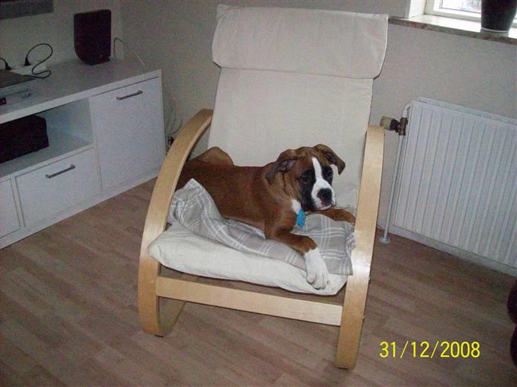 Boxer Thilo - 4 måneder billede 11